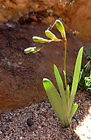 Freesia occidentalis buds