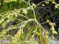 Trachyandra divaricata green fruits