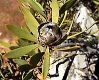 Leucadendron pubescens only slight pubescence
