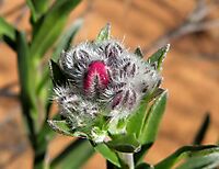 Lobostemon trichotomus floral beginnings