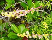 Tetragonia fruticosa fruits and flowers