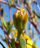 Othonna coronopifolia opening bud