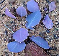 Othonna hederifolia leaves