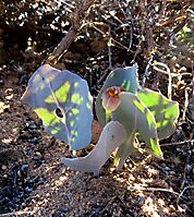 Othonna hederifolia short peduncle