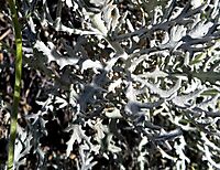 Senecio cinerascens green peduncle, grey leaves