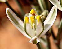 Albuca longipes flower facing up