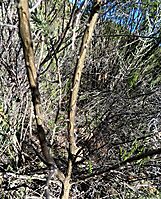 Aspalathus kougaensis woody stems