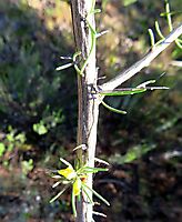Aspalathus spinosa subsp. spinosa bark