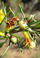Aspalathus spinosa subsp. spinosa fruit