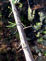 Aspalathus spinosa subsp. spinosa spines