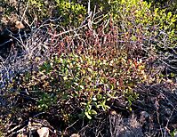 Crassula cultrata spreading shrublet