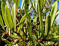 Euclea crispa subsp. crispa green fruit