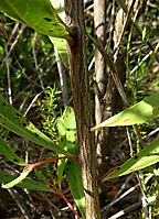 Euclea crispa subsp. crispa bark