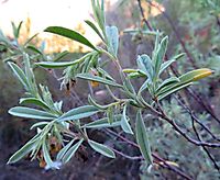 Hermannia lavandulifolia