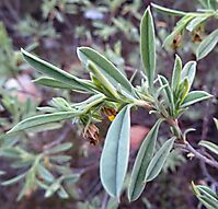 Hermannia lavandulifolia stem-tip growth