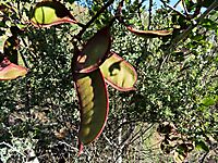 Schotia latifolia fruit pods