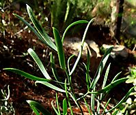 Asparagus striatus young cladodes