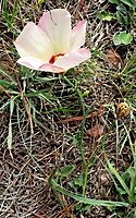 Hibiscus pusillus