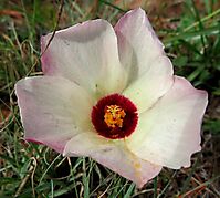 Hibiscus pusillus flower