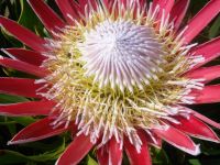 Protea cynaroides flowerhead