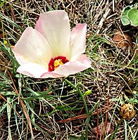 Hibiscus pusillus, bladderweed or Terblansbossie