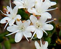 Agathosma ovata white open flowers