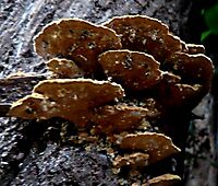 Bracket fungus from below