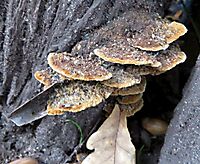 Bracket fungus from above