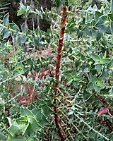 Cliffortia ilicifolia older branch