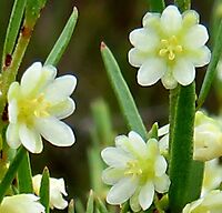 Clutia ericoides flowers deserving attention