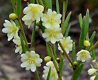 Clutia ericoides presenting abundant flowers