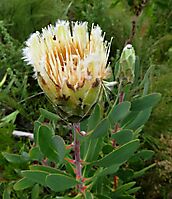 Protea mundii old and young