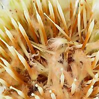 Protea mundii inside the flowerhead