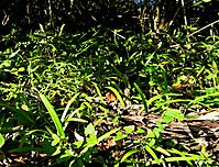 Agapanthus praecox subsp. minimus at a forest edge