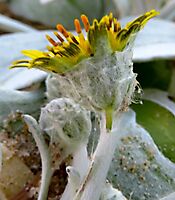 Arctotheca populifolia flowerhead profile