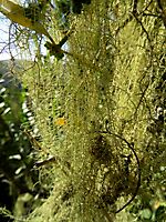 Beard lichen growing dense