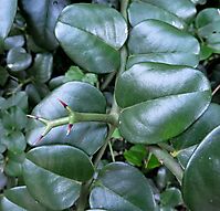 Carissa bispinosa glossy leaves