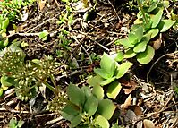 Crassula lactea leaves