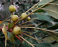 Ekebergia capensis green fruit