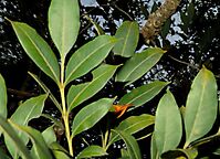 Ekebergia capensis or dogplum