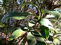 Elaeodendron croceum leaves