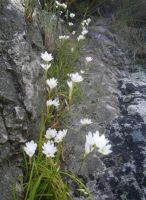Geissorhiza white flowers near Greyton