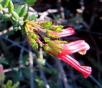 Erica glandulosa subsp. fourcadei flowers