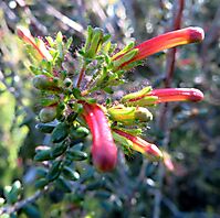 Erica glandulosa subsp. fourcadei buds in different stages