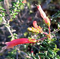 Erica glandulosa subsp. fourcadei
