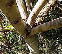 Leucadendron linifolium stems