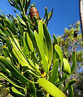 Leucadendron platyspermum
