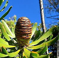 Leucadendron platyspermum female cone