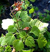 Plectranthus saccatus var. saccatus leaves