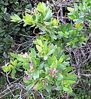 Polygala myrtifolia leaves